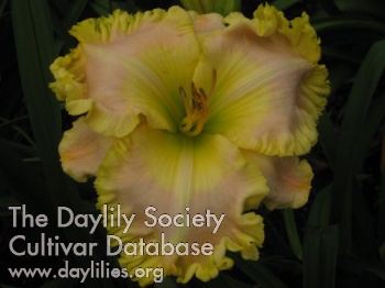 Daylily His Tender Mercy